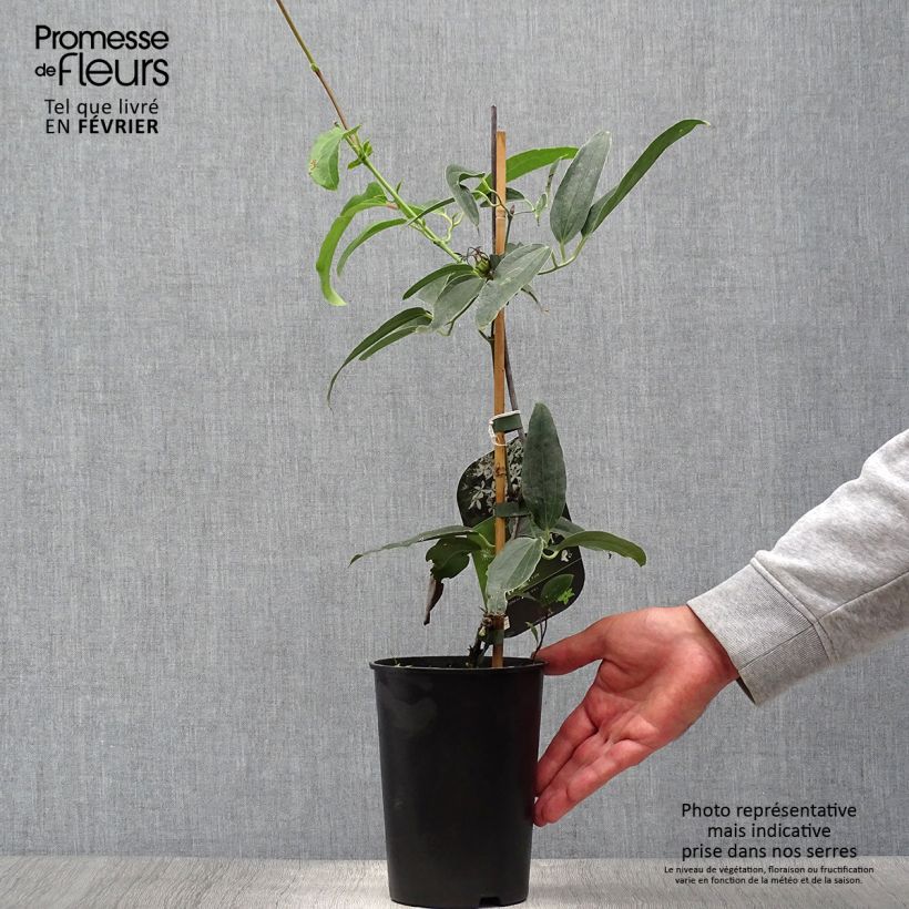Exemplar von Clematis armandii Snowdrift - Immergrüne Waldrebe Topf mit 2L/3L wie im Herbst geliefert