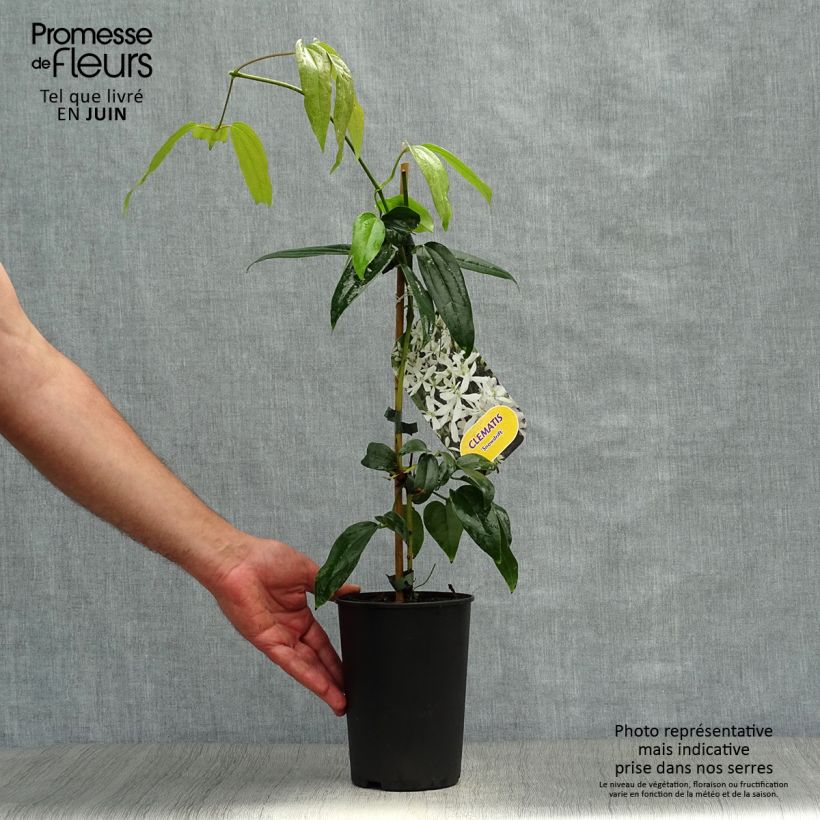 Exemplar von Clematis armandii Snowdrift - Immergrüne Waldrebe Topf mit 2L/3L wie im Sommer geliefert