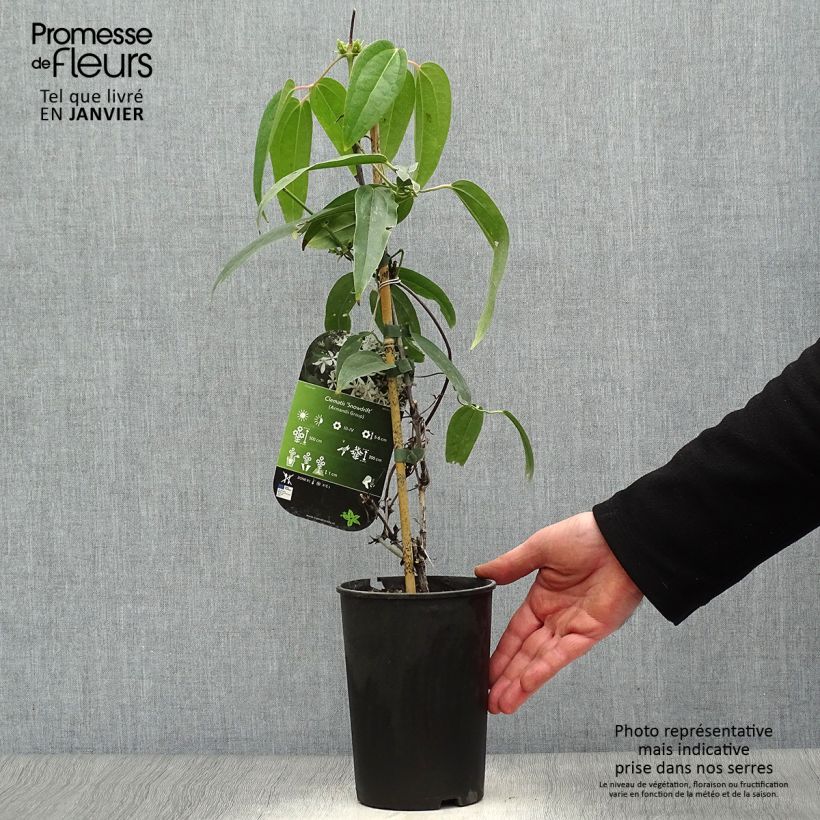 Exemplar von Clematis armandii Snowdrift - Immergrüne Waldrebe Topf mit 2L/3L wie im Winter geliefert