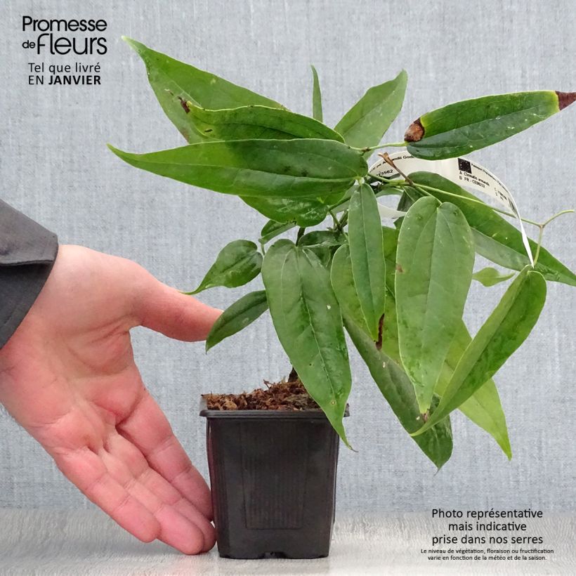 Exemplar von Clematis armandii - Immergrüne Waldrebe Kleine Töpfe von 8/9 cm wie im Winter geliefert