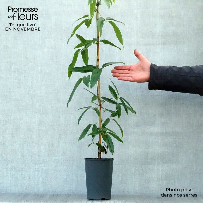 Exemplar von Clematis armandii - Immergrüne Waldrebe Topf mit 2L/3L wie im Herbst geliefert