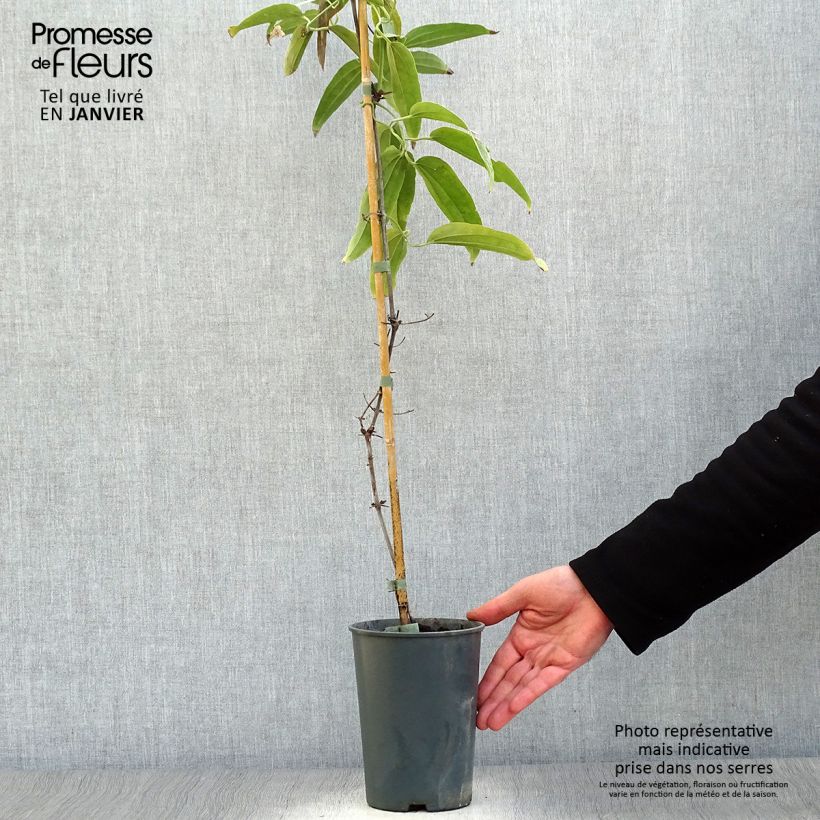 Exemplar von Clematis armandii - Immergrüne Waldrebe Topf mit 2L/3L wie im Winter geliefert