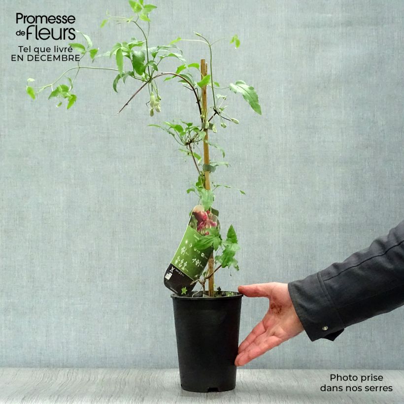 Exemplar von Clematis Advent Bells - Waldrebe Topf mit 2L/3L wie im Winter geliefert