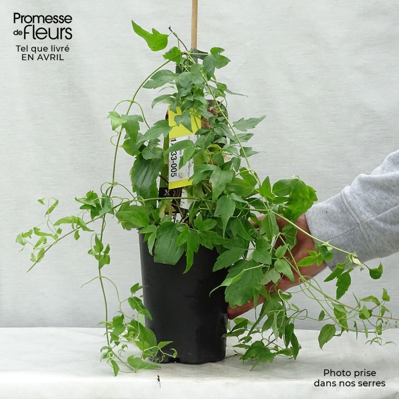 Exemplar von Clematis Advent Bells - Waldrebe Topf mit 2L/3L wie im Frühjahr geliefert
