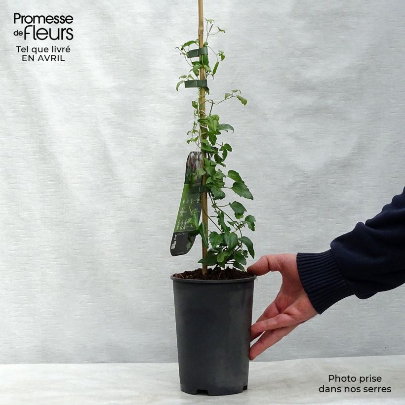 Exemplar von Clematis cirrhosa Freckles - Waldrebe Topf mit 2L/3L wie im Frühjahr geliefert