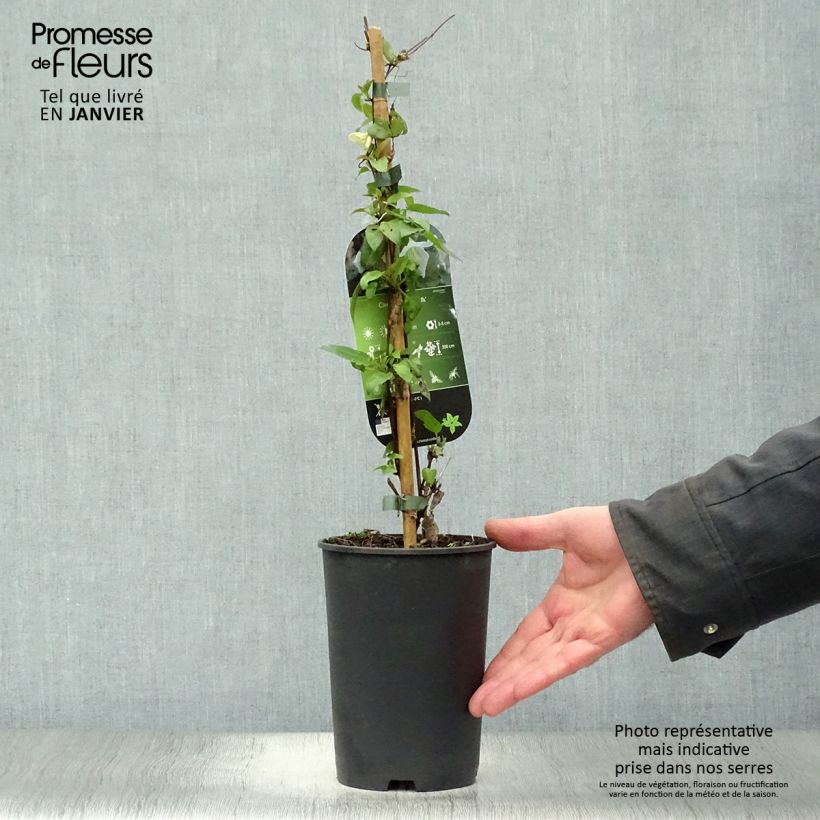 Exemplar von Clematis cirrhosa Jingle Bells - Waldrebe Topf mit 2L/3L wie im Winter geliefert