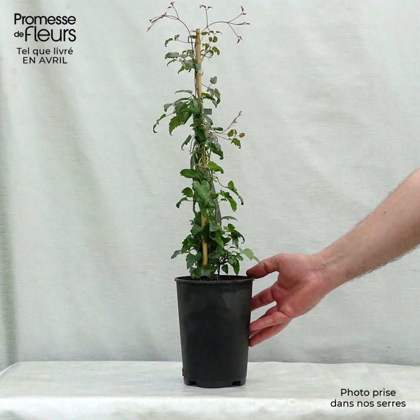 Exemplar von Clematis cirrhosa Jingle Bells - Waldrebe Topf mit 2L/3L wie im Frühjahr geliefert