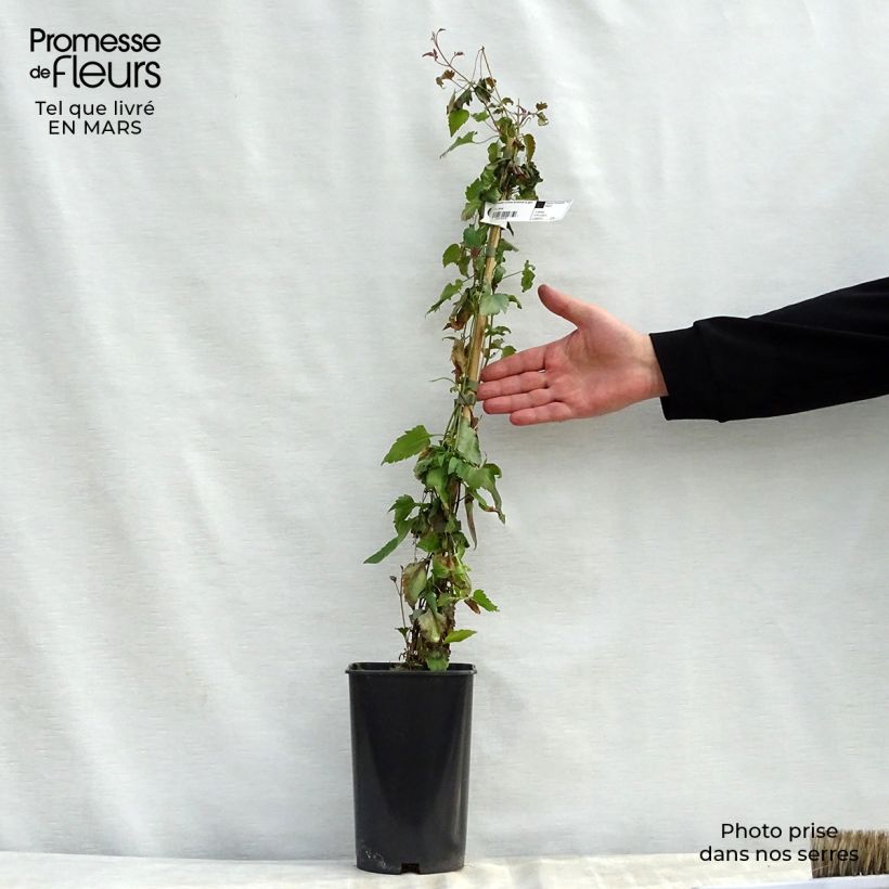 Exemplar von Clematis cirrhosa Lansdowne Gem - Waldrebe Topf mit 2L/3L wie im Frühjahr geliefert