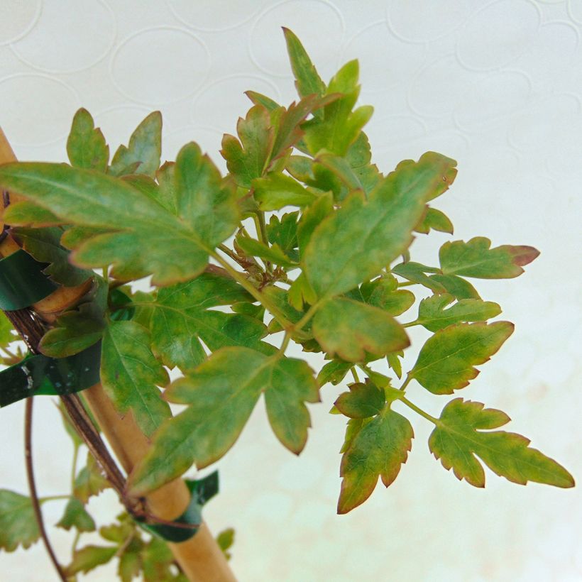 Clematis cirrhosa Winter Parasol - Waldrebe (Laub)