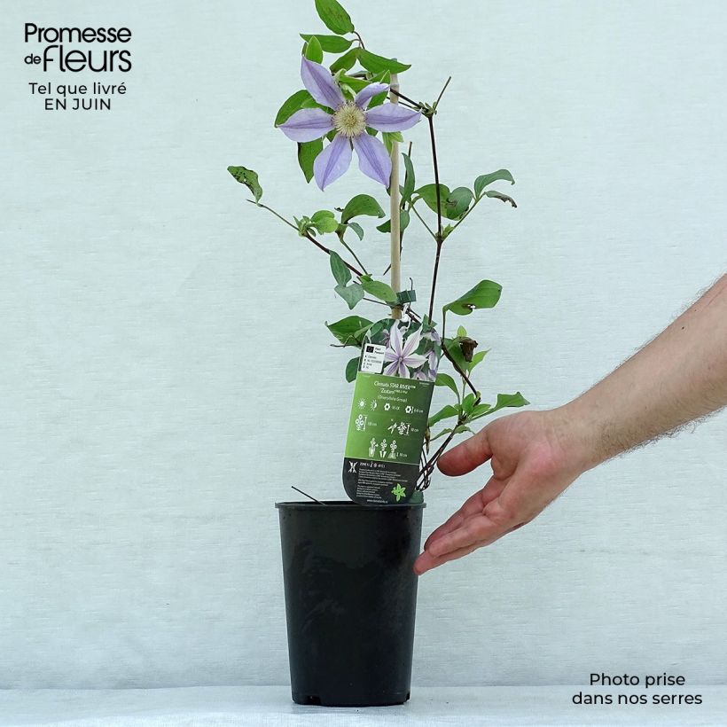Exemplar von Waldrebe Clematis River Star - Clematis Topf mit 2L/3L wie im Sommer geliefert