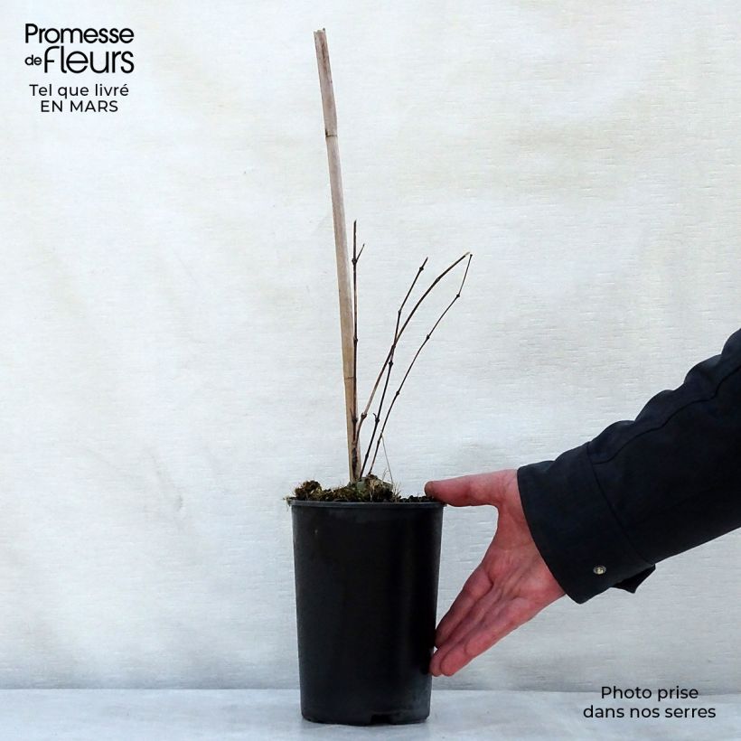 Exemplar von Waldrebe Clematis River Star - Clematis Topf mit 2L/3L wie im Frühjahr geliefert