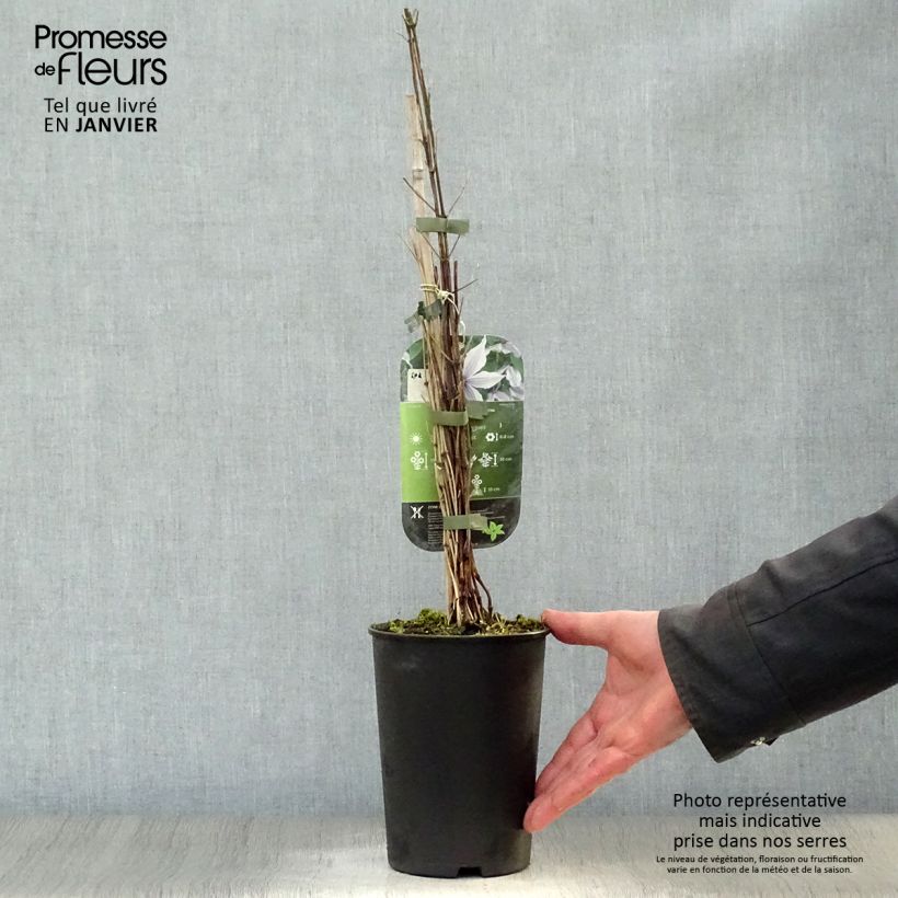 Exemplar von Waldrebe Clematis River Star - Clematis Topf mit 2L/3L wie im Winter geliefert