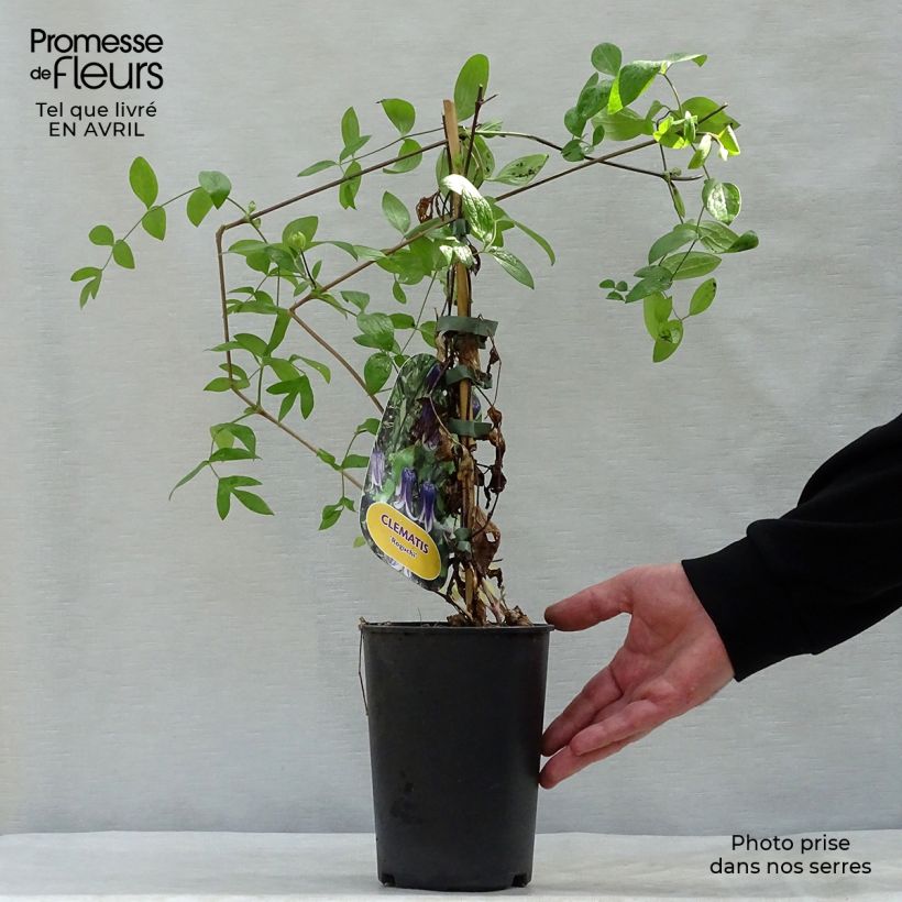 Exemplar von Waldrebe Rooguchi - Clematis Topf mit 2L/3L wie im Frühjahr geliefert