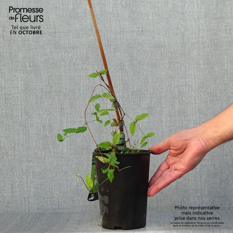 Exemplar von Waldrebe Rooguchi - Clematis Topf mit 2L/3L wie im Herbst geliefert