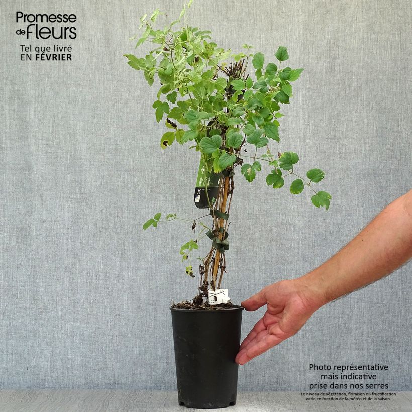 Exemplar von Clematis fargesii Summersnow - Waldrebe Topf mit 2L/3L wie im Herbst geliefert