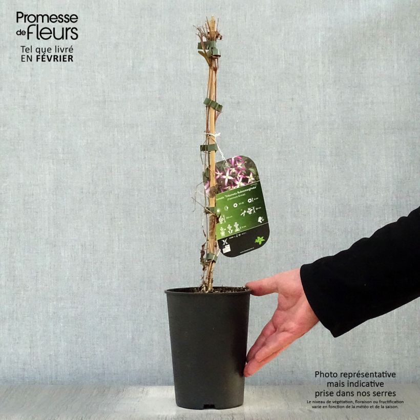 Exemplar von Clematis flammula rubromarginata - Waldrebe Topf mit 2L/3L wie im Winter geliefert