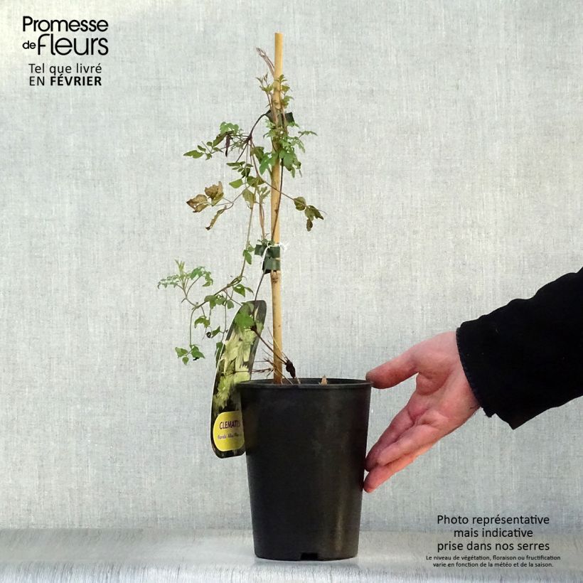 Exemplar von Clematis florida alba plena - Waldrebe Topf mit 2L/3L wie im Winter geliefert