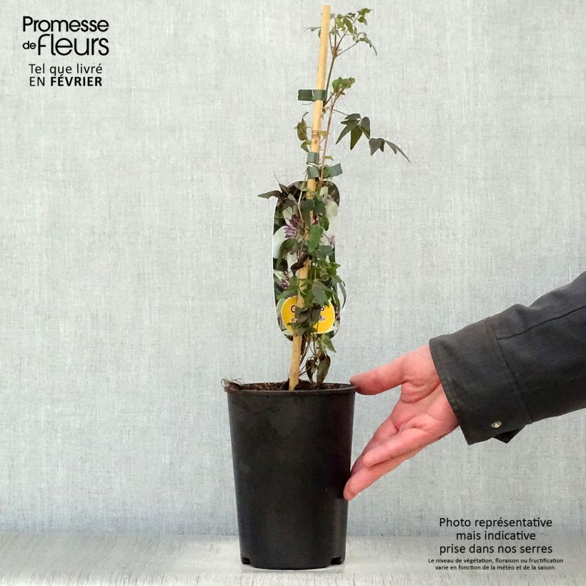 Exemplar von Clematis florida Sieboldii - Waldrebe Topf mit 2L/3L wie im Winter geliefert