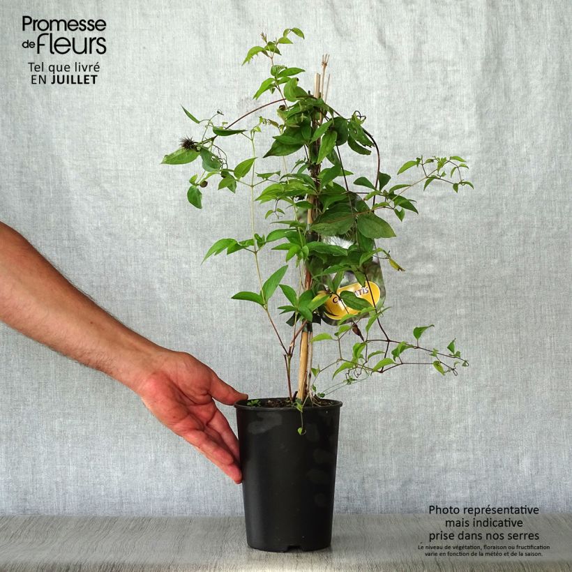 Exemplar von Clematis fusca - Waldrebe Topf mit 2L/3L wie im Sommer geliefert