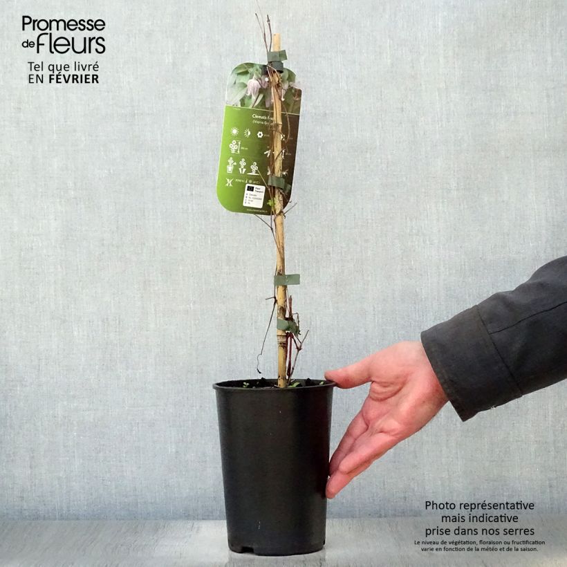 Exemplar von Clematis fusca - Waldrebe Topf mit 2L/3L wie im Winter geliefert