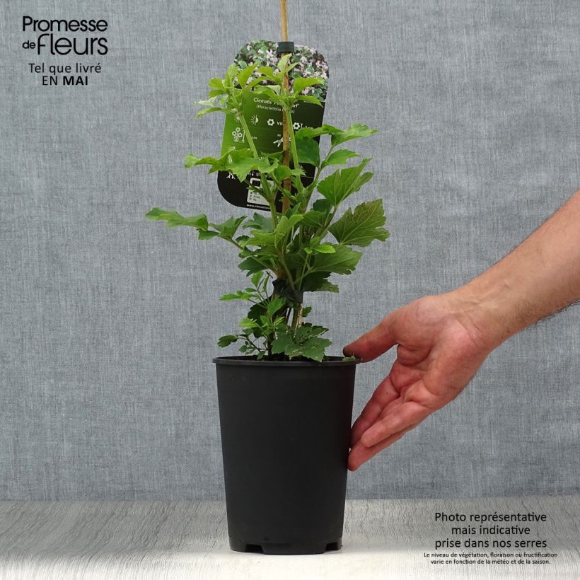 Exemplar von Clematis heracleifolia Pink Dwarf - Stauden-Waldrebe Topf mit 2L/3L wie im Frühjahr geliefert