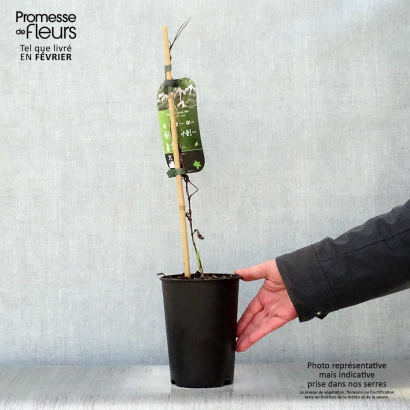 Exemplar von Clematis integrifolia Alba - Stauden-Waldrebe Topf mit 2L/3L wie im Winter geliefert