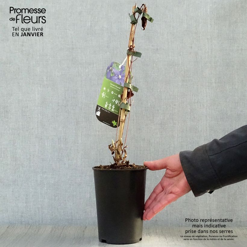 Exemplar von Clematis integrifolia Durandii - Stauden-Waldrebe Topf mit 2L/3L wie im Winter geliefert