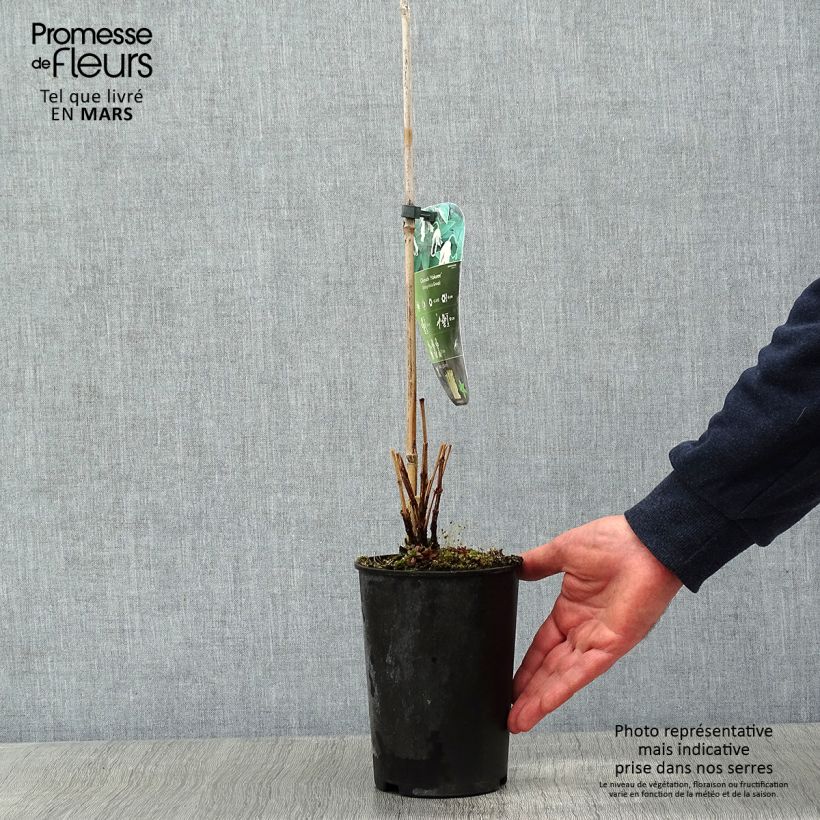 Exemplar von Clematis integrifolia Hakuree - Stauden-Waldrebe Topf mit 2L/3L wie im Winter geliefert