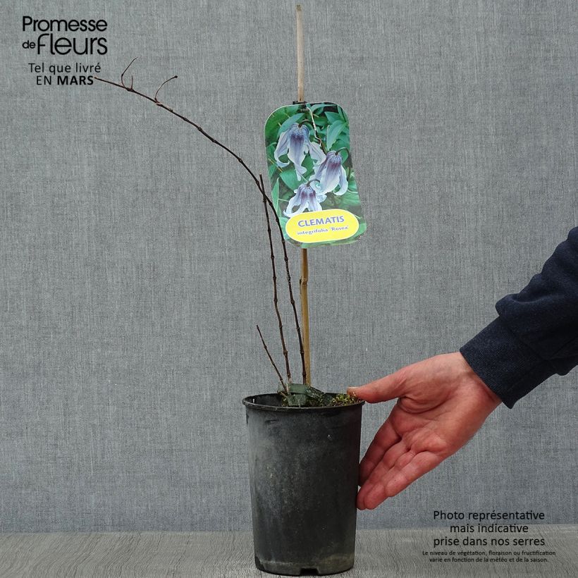 Exemplar von Clematis integrifolia Rosea - Stauden-Waldrebe Topf mit 2L/3L wie im Winter geliefert