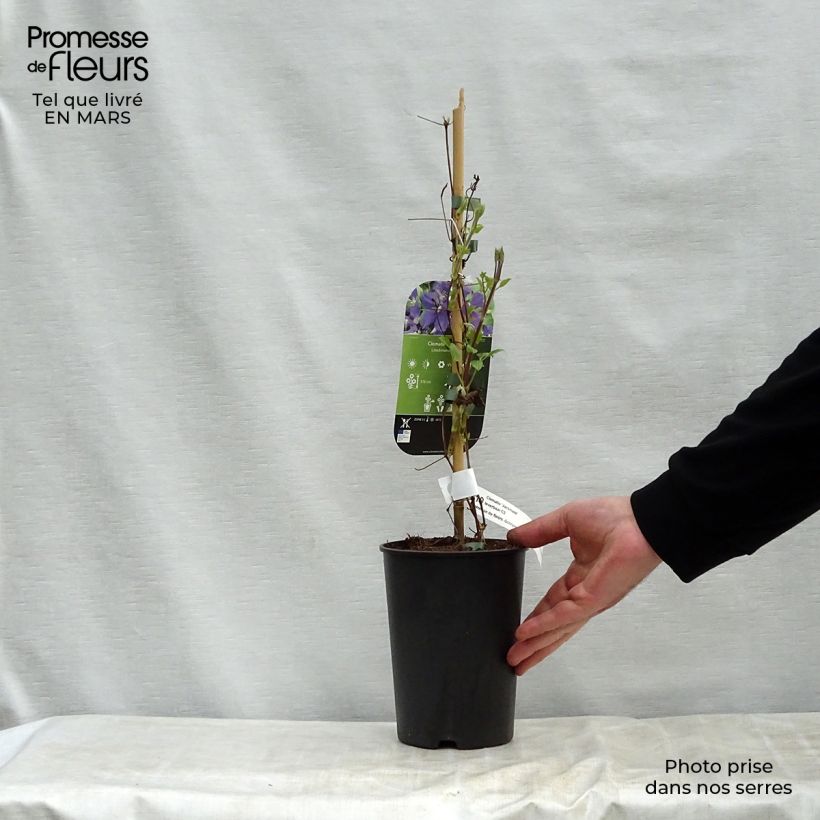 Exemplar von Clematis jackmanii - Waldrebe Topf mit 2L/3L wie im Frühjahr geliefert