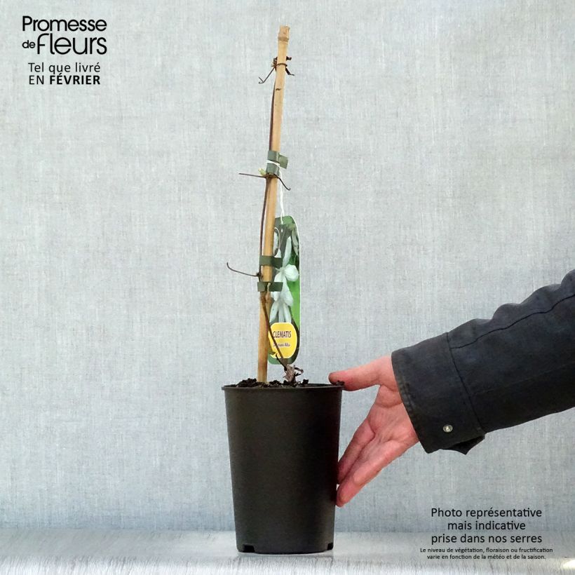 Exemplar von Clematis jackmanii Alba - Waldrebe Topf mit 2L/3L wie im Winter geliefert