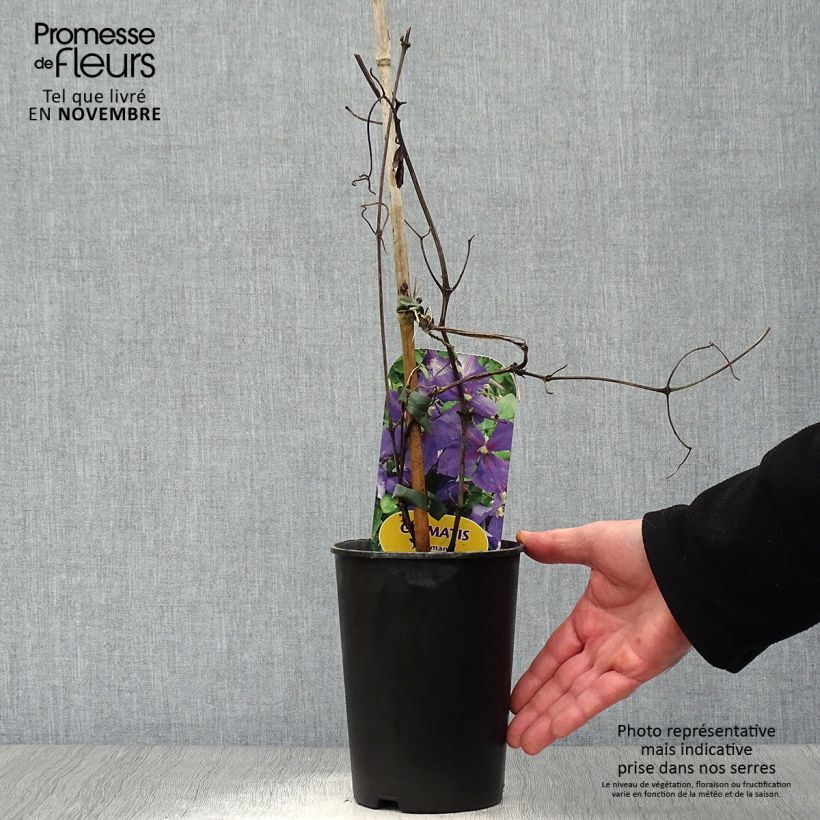 Exemplar von Clematis jackmanii - Waldrebe Topf mit 2L/3L wie im Herbst geliefert