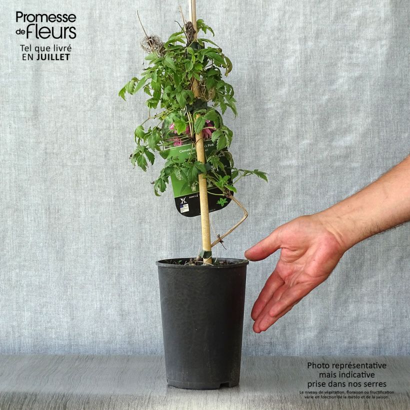 Exemplar von Waldrebe macropetala Markham's Pink - Clematis Topf mit 2L/3L wie im Sommer geliefert