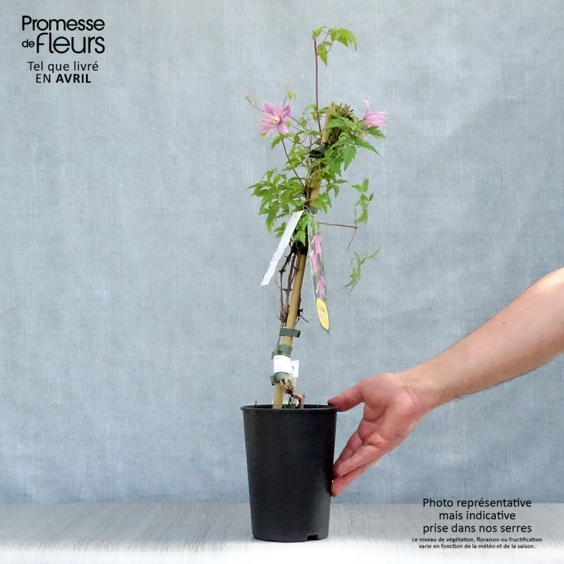 Exemplar von Waldrebe macropetala Markham's Pink - Clematis Topf mit 2L/3L wie im Frühjahr geliefert