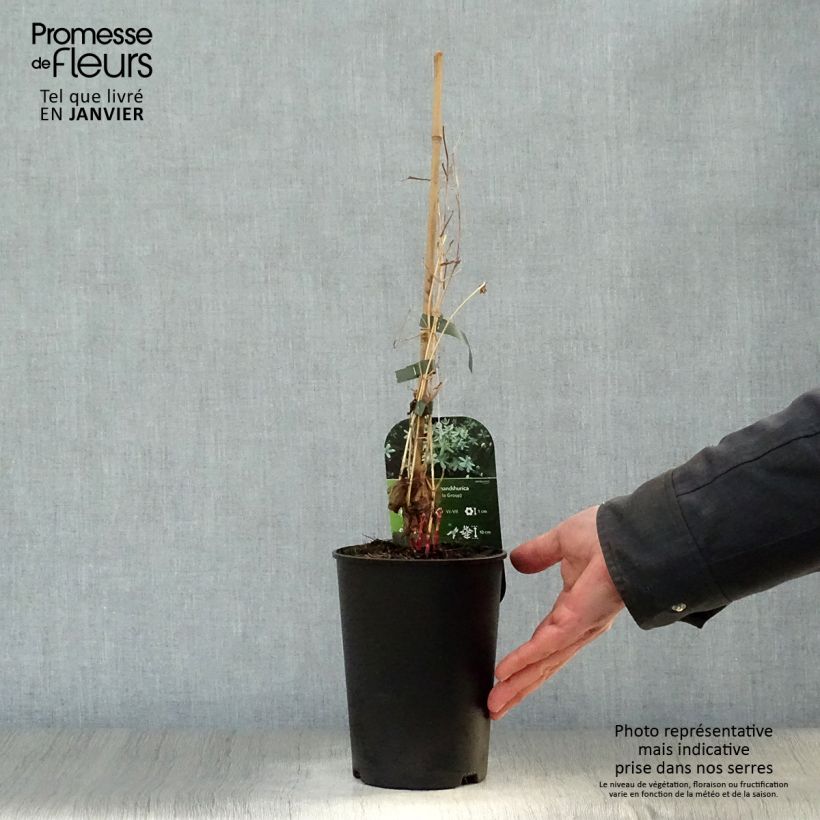 Exemplar von Clematis flammula mandshurica - Waldrebe Topf mit 2L/3L wie im Winter geliefert