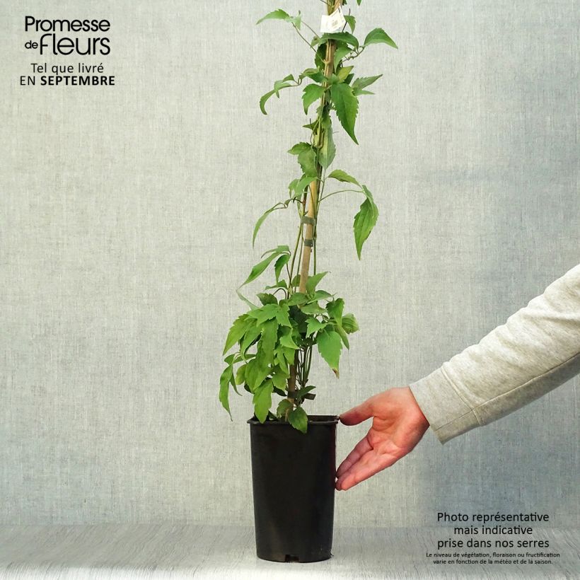Exemplar von Clematis montana Broughton star - Berg-Waldrebe Topf mit 2L/3L wie im Herbst geliefert