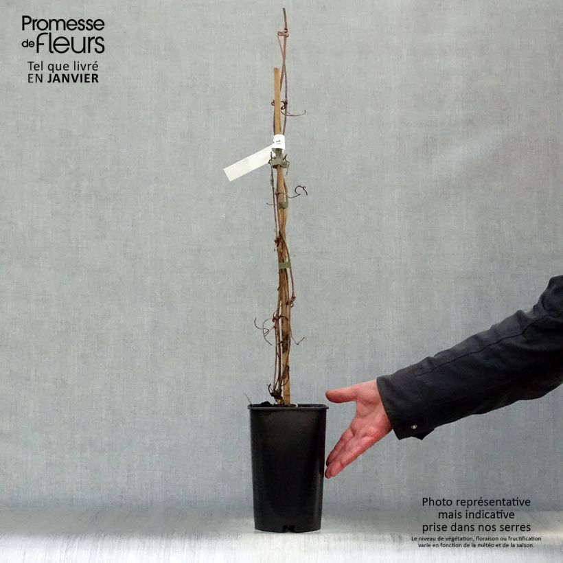 Exemplar von Clematis montana Elizabeth - Berg-Waldrebe Topf mit 2L/3L wie im Winter geliefert