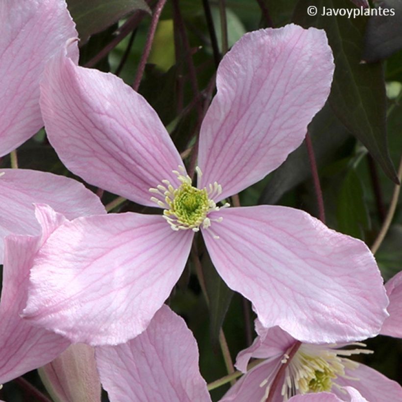 Clematis montana Elizabeth - Berg-Waldrebe (Blüte)