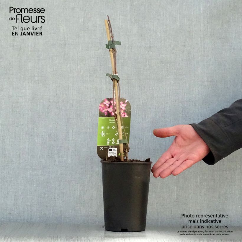 Exemplar von Clematis montana Freda - Berg-Waldrebe Topf mit 2L/3L wie im Winter geliefert