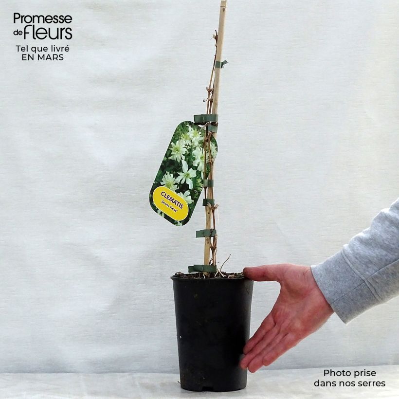 Exemplar von Waldrebe Jenny Keay - Clematis Topf mit 2L/3L wie im Frühjahr geliefert