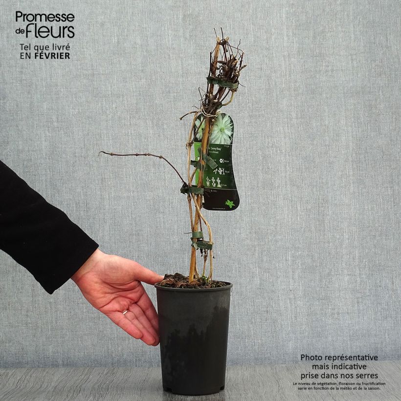 Exemplar von Waldrebe Jenny Keay - Clematis Topf mit 2L/3L wie im Winter geliefert