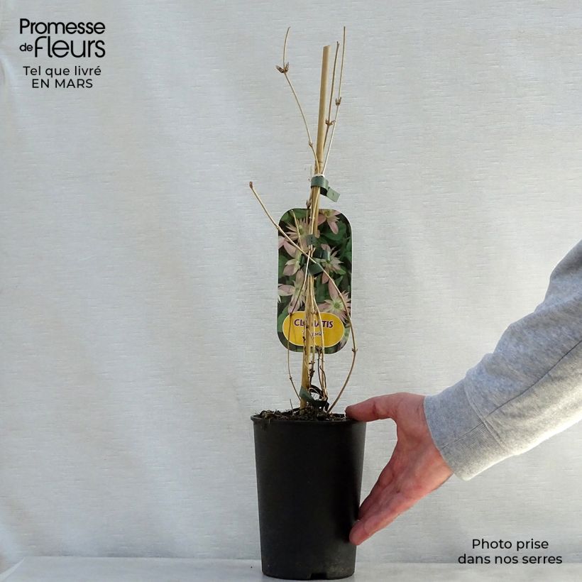 Exemplar von Clematis montana Marjorie - Berg-Waldrebe Topf mit 2L/3L wie im Frühjahr geliefert