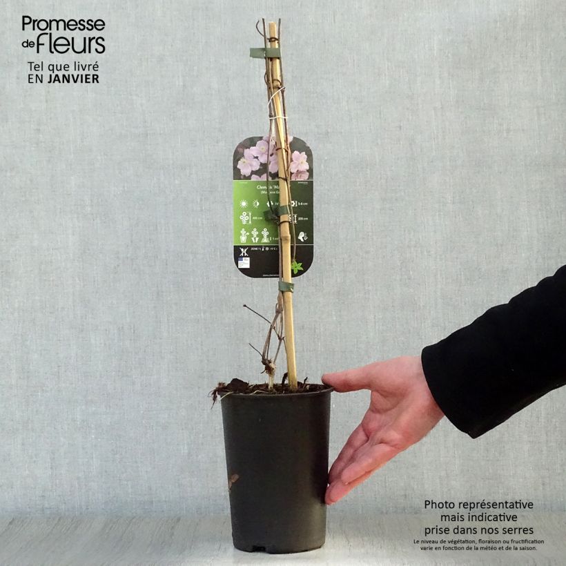 Exemplar von Clematis montana Mayleen - Berg-Waldrebe Topf mit 2L/3L wie im Winter geliefert