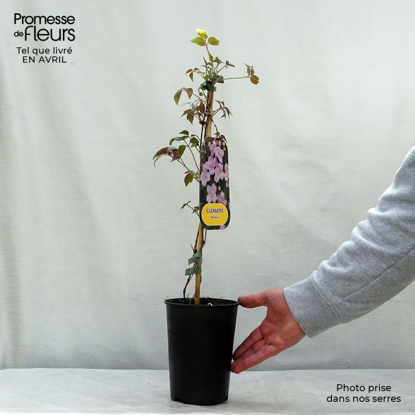 Exemplar von Clematis montana Mayleen - Berg-Waldrebe Topf mit 2L/3L wie im Frühjahr geliefert