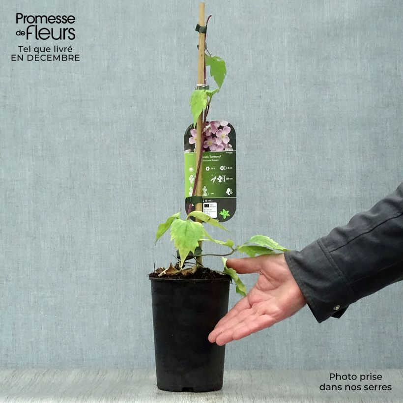 Exemplar von Waldrebe Sanssouci - Clematis Topf mit 2L/3L wie im Winter geliefert