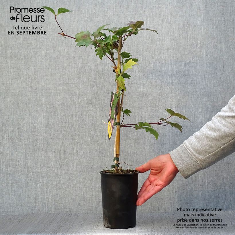 Exemplar von Waldrebe Sanssouci - Clematis Topf mit 2L/3L wie im Herbst geliefert