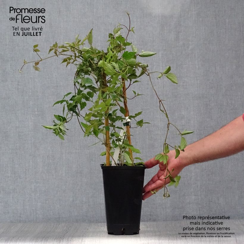 Exemplar von Clematis montana Spooneri - Berg-Waldrebe Topf mit 2L/3L wie im Sommer geliefert