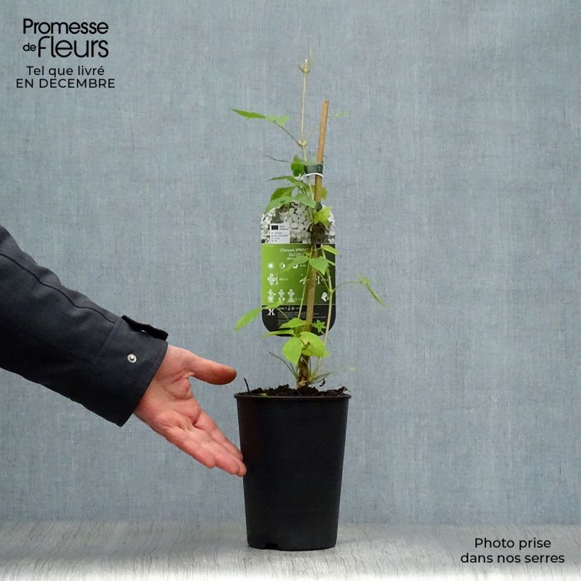 Exemplar von Clematis montana Spring Joy - Berg-Waldrebe Topf mit 2L/3L wie im Winter geliefert