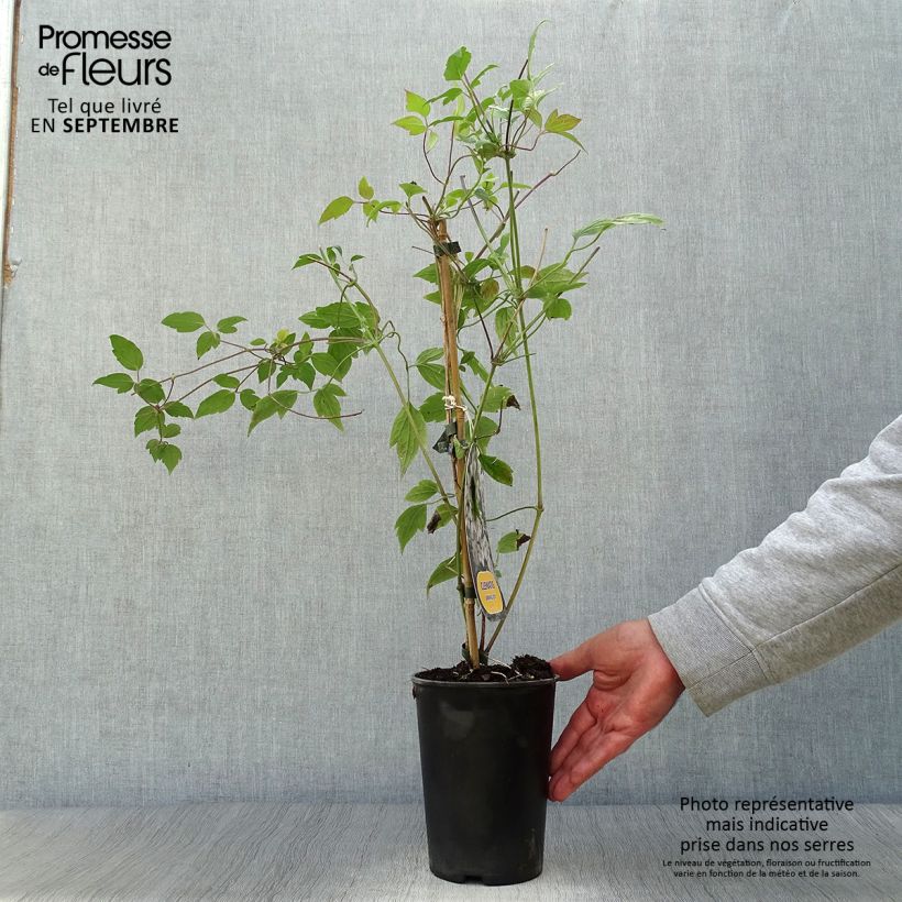 Exemplar von Clematis montana Spring Joy - Berg-Waldrebe Topf mit 2L/3L wie im Herbst geliefert