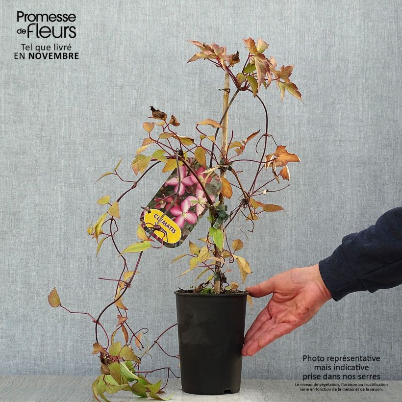 Exemplar von Clematis montana Van Gogh - Berg-Waldrebe Topf mit 2L/3L wie im Herbst geliefert